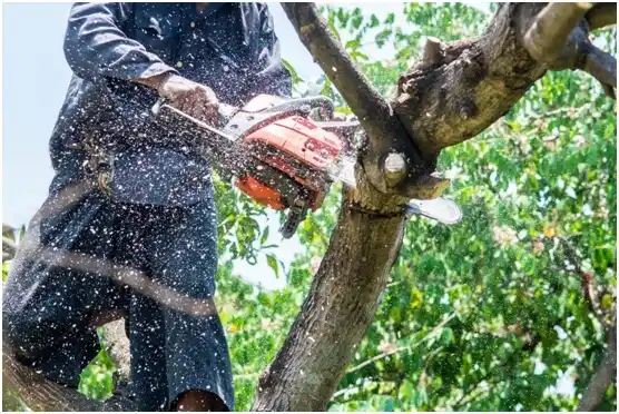 tree services East Brady